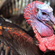 Illustration for article titled 10 Weird Facts You Never Knew About Your Thanksgiving Dinner